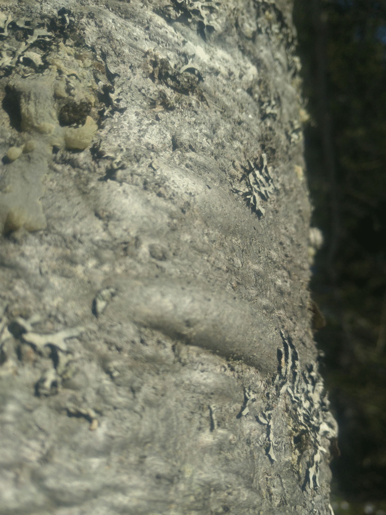 fir gum tree